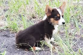 We did not find results for: Dexter X Maci Corgi Puppy For Sale Near Dallas Fort Worth Texas A4af2eb7 1de1