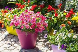 Up to 6 tall and 24 wide. 12 Full Sun Container Flowers Urban Garden Gal
