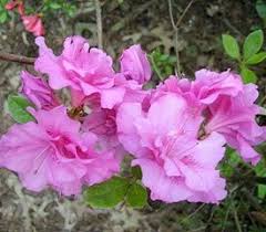 Rhododendron Opal Azaleas Rhododendron Magenta Rose