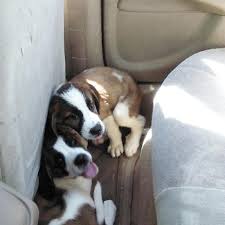We provide all the medical care that our rescued pugs need. Best Saint Bernard Puppies 9158615400 For Sale In El Paso Texas For 2021