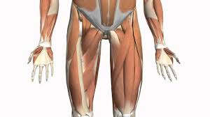Medial muscles adduct and rotate your thigh, and posterior flex your leg and extend your thigh. Muscles Of The Thigh And Gluteal Region Part 2 Anatomy Tutorial Youtube