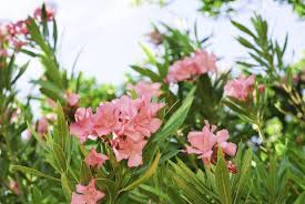 Continue digging until you expose the roots of the plant. Getting Rid Of Oleander Plants Tips On Oleander Bush Removal