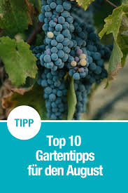 Gartentipps Fur August Gartentipps Garten Tipps