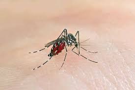 For more general prevention, bugout termite & pest control will schedule routine services to keep bugs at bay. Bugout Termite Pest Control Inc Home Facebook