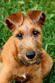 Irish Terrier Puppy What S Not To Love Irish Terrier Irish Terrier Puppies Irish Dog