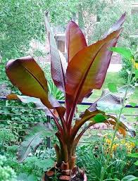 Image result for Ensete