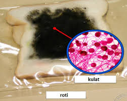 Maybe you would like to learn more about one of these? Sains Best Mikroorganisma Proses Hidup