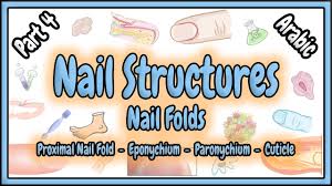 Image result for paronychium