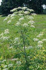 Image result for Aphloiaceae