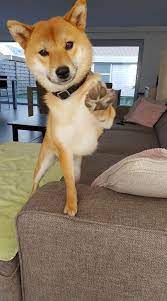 Taking Puppy Photos Tips You Can Use Puppies Shiba Inu Shiba Puppy Shiba Inu Dog