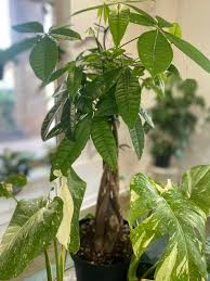 Image result for Pachira