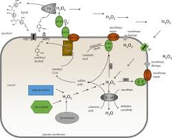 We did not find results for: Lignin Biosynthesis Old Roads Revisited And New Roads Explored Open Biology
