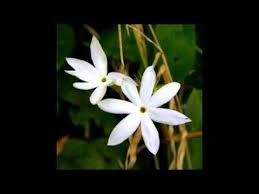 The Flower Duet Lakme Must Sing Bucket List Jasmine Flower Flower Wallpaper Jasmine
