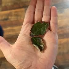 Image result for Vaccinium madagascariense