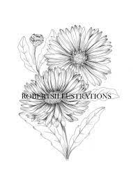 Birth Flower September Aster Colouring Page Instant Download Botanical Coloringpage In 2021 Aster Flower Tattoos Birth Flowers Aster Tattoo