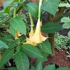 Image result for durman obecný květ