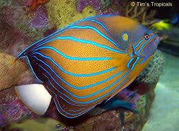 Black And White Heniochus Blue Ring Angelfish Pomacanthus Annularis From Tropical Fish And Aquariums Angel Fish Tropical Fish Saltwater Aquarium Fish