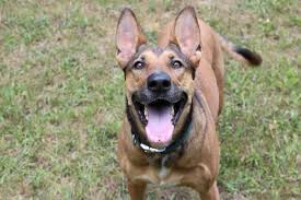 Does Your Dog Bark At The Tv Do They Get Riled Up Anytime They See Or Hear An Animal On The Screen You Can Stop Your Dog From B Dog Boredom