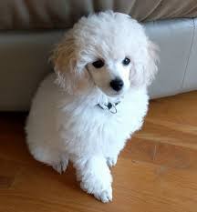 Pin On Poodle Magic