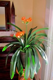 Image result for clivia