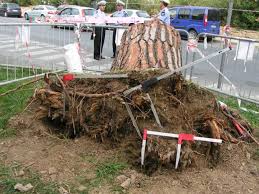 .il tema del risarcimento danni nei confronti di un motociclista che, a causa della presenza di radici di un albero sul margine della strada, è caduto rovinosamente dal rigonfiamenti del manto stradale, causati dalle radici ed avrebbe evitato ogni conseguenza dannosa; Il Pino Domestico Gestione E Relative Problematiche Alberosano