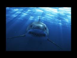 Scary great white shark pictures. Great White Shark Attack On Camera Video Scary Youtube
