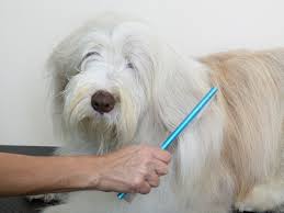 Do not be scared to ask about price. Ilmu Pengetahuan 8 Dog Groomers Near Me Open On Sunday