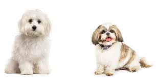 Shih tzu puppies are classified in the toy group in most countries, with a height of eight to 11 inches and weight of nine to 16 pounds (four to the shih tzu is covered with luxuriant, long, straight hair. Zuchon Dog Breed Information Center The Bichon Frise Shih Tzu Mix
