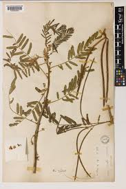 Image result for Sesbania sericea