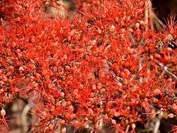 Image result for Combretum microphyllum