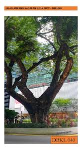 Wahhhh apa lagi, dengan tak malunya akak mintak sikit daunnya. Kerja Kerja Penebangan Pokok Rendang Secara Berperingkat Di Sekitar Kuala Lumpur Portal Rasmi Dewan Bandaraya Kuala Lumpur