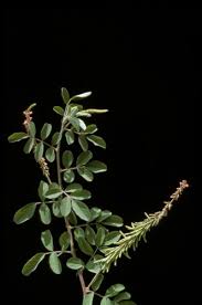 Image result for Indigofera astragalina