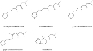 Image result for Commiphora mombassensis
