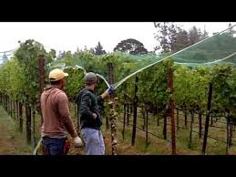 Exclude birds from roosting sites by covering the undersides of the rafters with netting. In The Vineyard Installing Bird Netting Youtube
