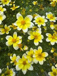 Image result for Bidens
