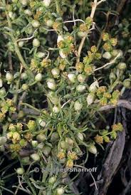 Image result for Salsola rabieana