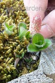 PlantFiles Pictures: Arctic Willow (<i>Salix arctica</i>) by Weezingreens