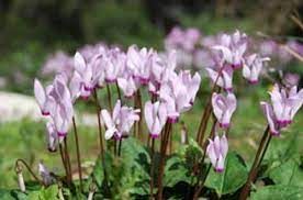 Print this quiz and the answers. Plants Of The Garden The Bible Garden