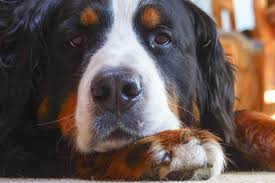 The dog is not coughing up mucus) although the cough may produce small amounts of phlegm or blood. Cancer In Dogs Symptoms And Treatment