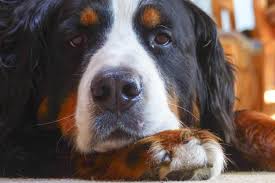 Common symptoms of liver cancer in dogs include: Cancer In Dogs Symptoms And Treatment