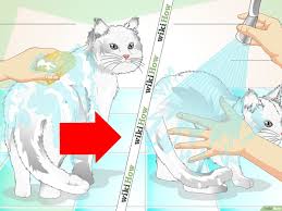 Cara kedua apabila cara pertama tidak berhasil, cara yang paling ampuh yaitu deng menggunting bulunya gunting bulu yang terkena lemnya saja. 3 Cara Untuk Membersihkan Bulu Kucing Wikihow