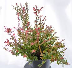 Evergreen huckleberry is a plant that can be found in the game. Evergreen Huckleberry Plants4home
