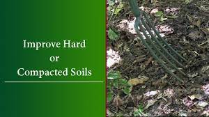 Maybe you would like to learn more about one of these? How To Loosen Improve Hard Or Compacted Soil Youtube