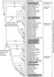 Image result for Multidentia concrescens