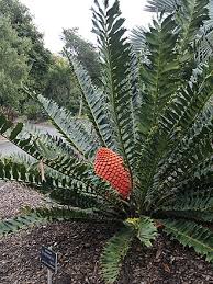 Image result for Encephalartos schmitzii