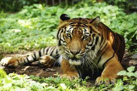 Contoh flora dan fauna yang didapati di malaysia. Into The Wild Malaysia S Breathtaking Flora And Fauna Eshores