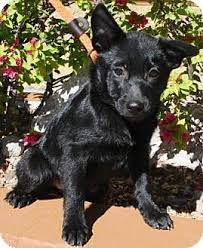 Help overlooked senior dogs find their forever homes. Gilbert Az Schipperke Mix Meet Arryn A Puppy For Adoption Puppy Adoption Schipperke Pet Adoption