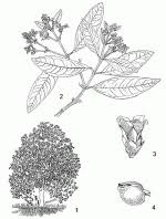 Image result for Avicennia marina