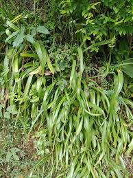 Image result for Albuca nigritana