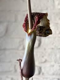 Image result for Sauromatum